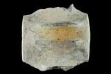 Fossil Whale Lumbar Vertebra - Yorktown Formation #137613-3